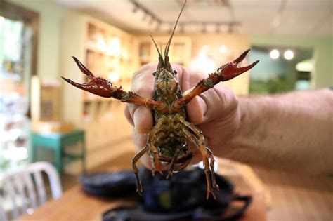 Tasty (But Invasive) Crayfish Invade Bristol Twp. - LevittownNow.com