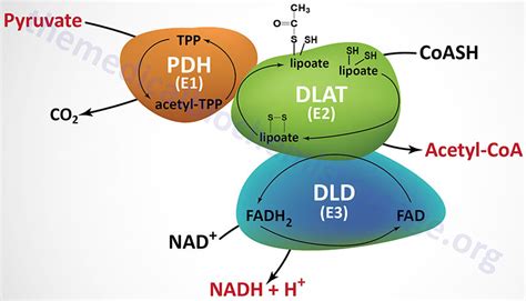 The Pyruvate Dehydrogenase Complex and the TCA Cycle - The Medical ...