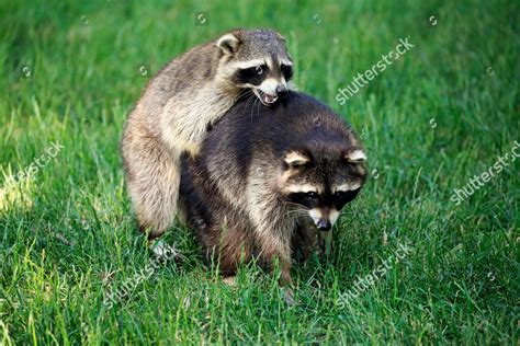 Raccoons Procyon Lotor Adult Mating Behavior Editorial Stock Photo - Stock Image | Shutterstock