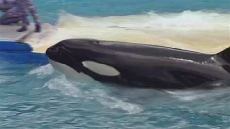 Tokitae, Southern Resident orca, dies after 53 years in captivity ...