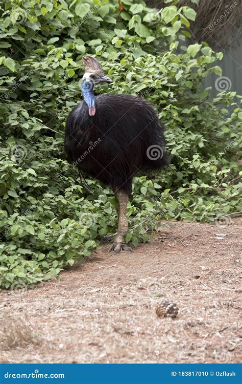 The Cassowary is a Tall Flightless Bird Stock Photo - Image of lump ...