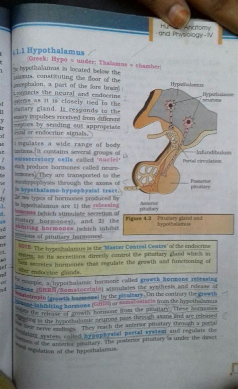 Draw a hypothalamo-hypophyseal portal system explaining the amplifying ...