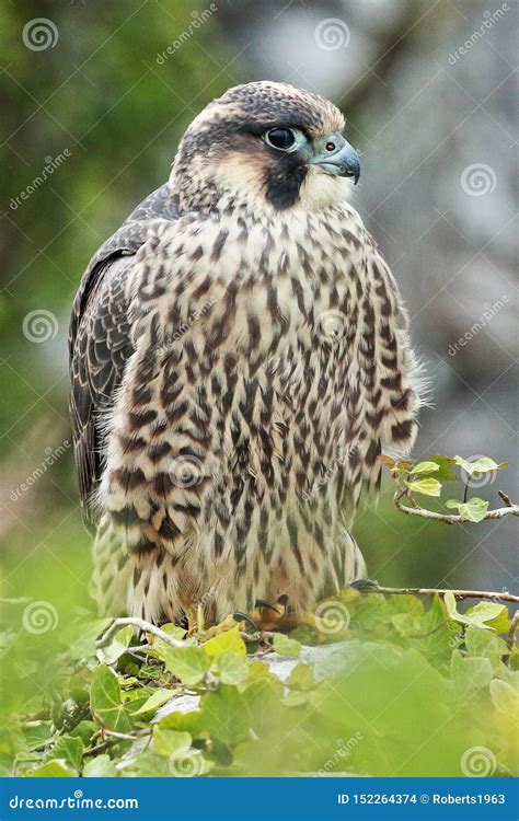 Juvenile peregrine falcon stock photo. Image of beak - 152264374