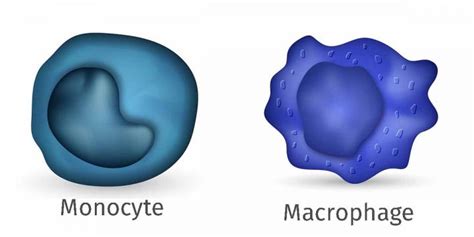 Monocyte and Macrophage [IMAGE] | EurekAlert! Science News Releases