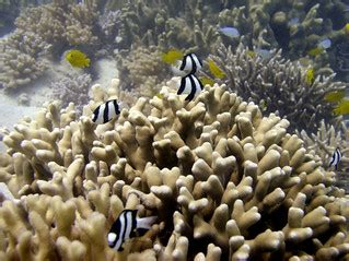 Great Barrier Reef | Dive # 99: Eddy Reef | Eric Beerkens | Flickr