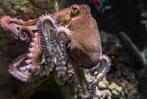 50 Surprising Octopus Facts You Probably Never Knew | Facts.net