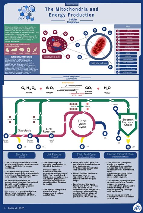 Chart : The Mitochondria and Energy Production - Educational - Infographic.tv - Number one ...