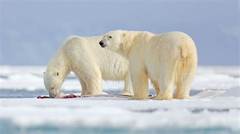 Polar bear diet - WWF Arctic