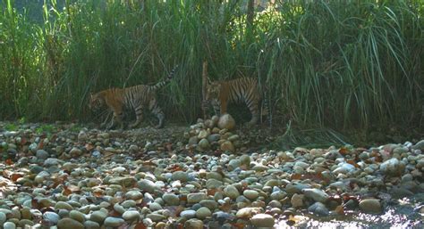 25 years of conserving biodiversity in Himalayan region