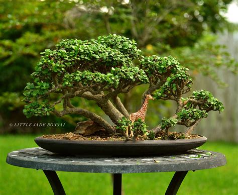 Portulacaria afra (dwarf jade) bonsai tree forest by Little Jade Bonsai. | Jade bonsai, Bonsai ...