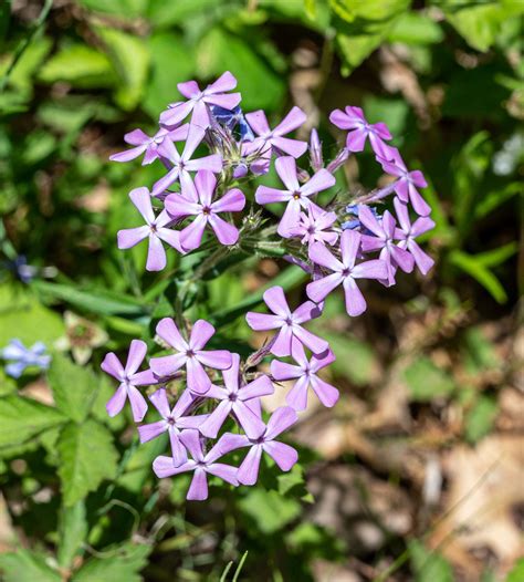 Moss Phlox (Phlox Subulata) | MC^2 Nature Photography