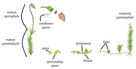 The Life Cycle of Mosses (Byrophytes) Lab | OERTX