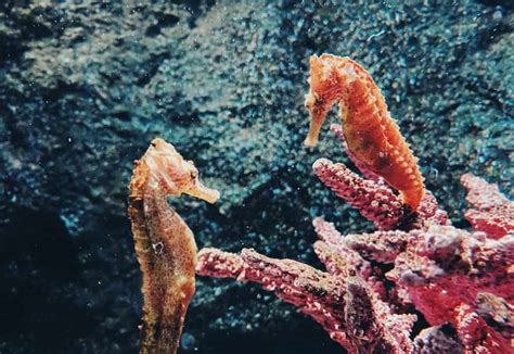 50 Surprising Seahorse Facts That You Never Knew About