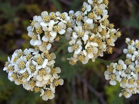 Yarrow Herb Uses, Health Benefits and Side Effects