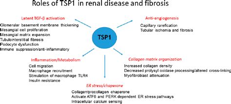 Thrombospondin 1 and Its Diverse Roles as a Regulator of Extracellular ...