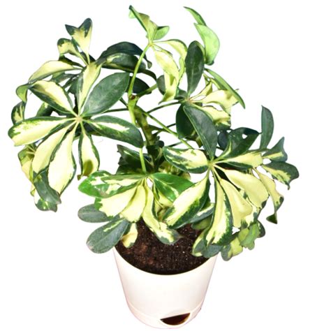 Buy Schefflera Variegated Plant Online at Lowest Price