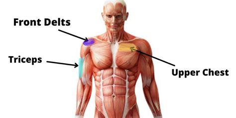 What Muscle Does Overhead Press Work?