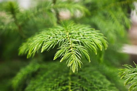 Growing and Caring for Norfolk Island Pine