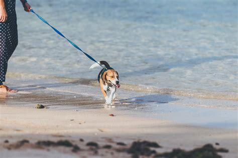 Vacanze al mare con il cane, la Puglia, Lecce e il Salento.