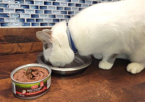 Why Your Cat Won't Eat Wet Cat Food - Cats.com