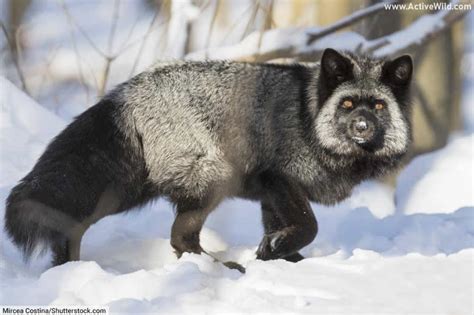 Melanistic Animals Pictures & Facts, What Is Melanism In Animals? | Environment.org