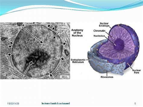 Medical biology cytology Lec 6 nucleus cell cycle