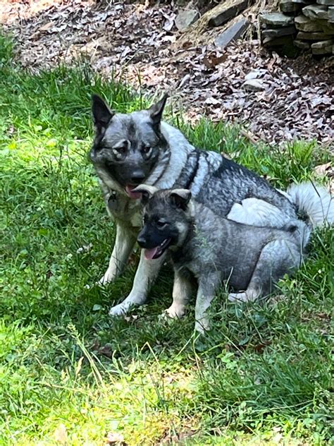 Norwegian Elkhound Puppies For Sale