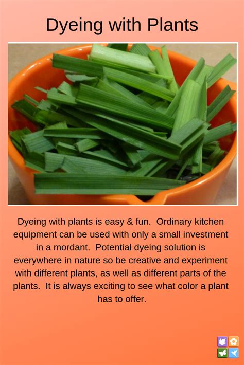 Dyeing with Plants - Sharons Florida | Plants, Different plants, Natural dyeing techniques