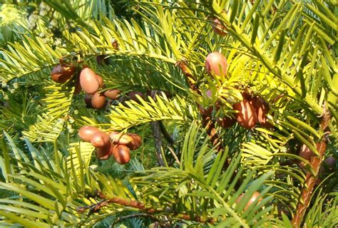 Japanese Plum Yew (Cephalotaxus harringtonia) - Revolutionary Gardens