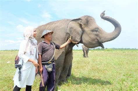 Bermain dengan Gajah di Taman Nasional Way Kambas