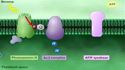 Electron Transport Chain Photosynthesis