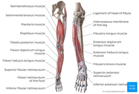 Muscles of the leg quizzes and labeled diagrams | Kenhub