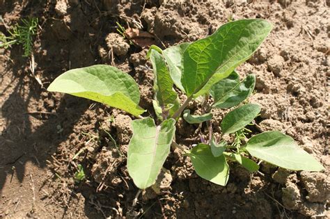 Eggplant: Planting, Growing, and Harvesting Eggplants - Farming Pedia