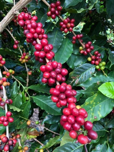 A Comprehensive Guide to Brazilian Coffee Beans - Coffee Dusk