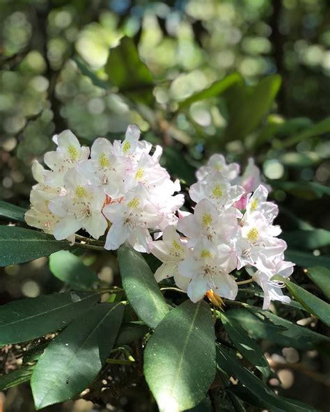 Stumbled upon the Pennsylvania State Flower today while hiking! Anyone know what its called ...