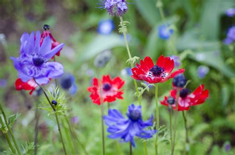 How to Grow and Care for Anemone (Windflower) Plants