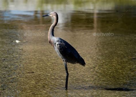 blue egret Stock Photo by suemini8 | PhotoDune