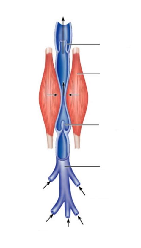 Skeletal muscle pump Diagram | Quizlet