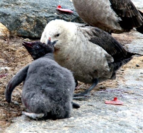 Skua – "OCEAN TREASURES" Memorial Library