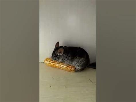 Chinchilla fighting with cats 2 - YouTube