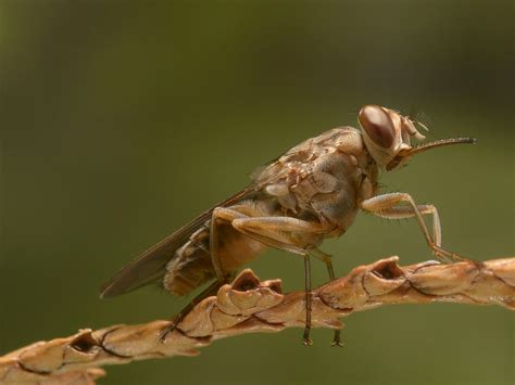 These Are The Top 15 Deadliest Animals on Earth : ScienceAlert