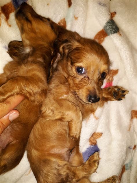 Dachshund Puppies For Sale | Paso Robles, CA #282348