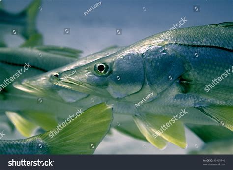 30 Common snook Images, Stock Photos & Vectors | Shutterstock