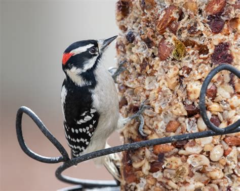 Downy Woodpecker - FeederWatch