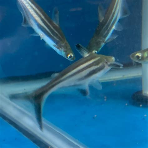 Iridescent shark for sale - Exotic Fish Shop - 774-400-4598