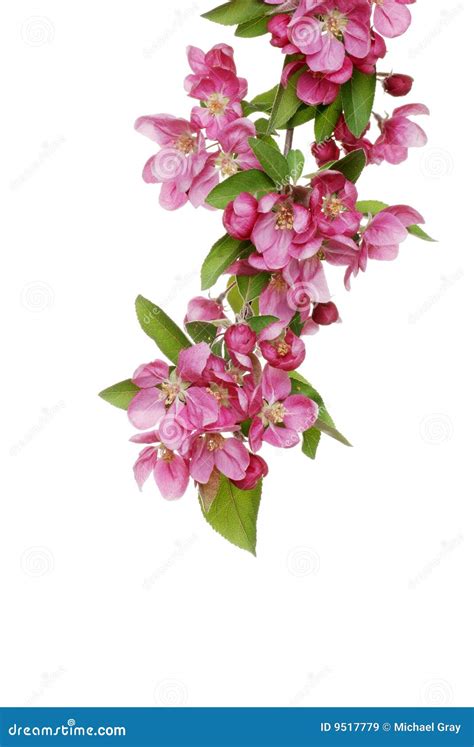 Isolated Crab Apple Tree Flowers Stock Image - Image of stem, spring: 9517779