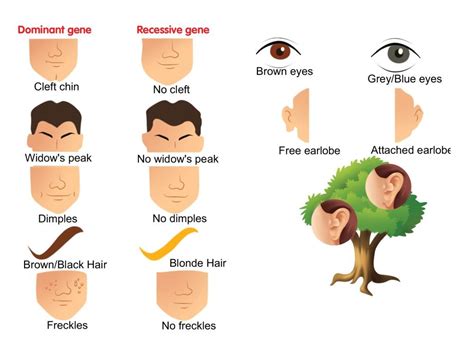 Family Biology