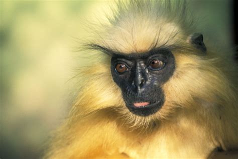 Golden langurs killed by people, roads and power lines in Bhutan |The Third Pole: The golden ...