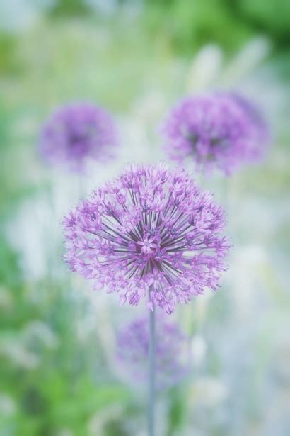 Allium Flower Bloom Garden Free Stock Photo - Public Domain Pictures