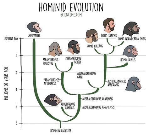 Hominid Timeline (Human Evolution) | Human evolution, Evolution, Hominid